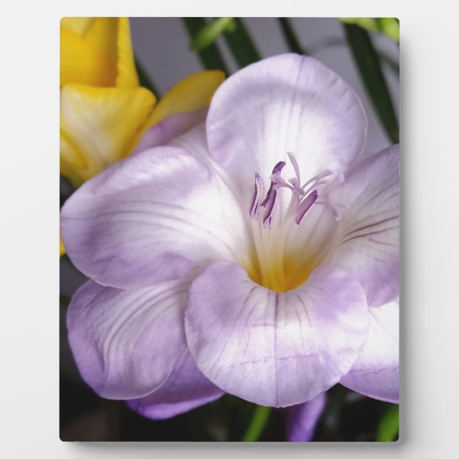Placa Expositora open violet freesia (Frente)