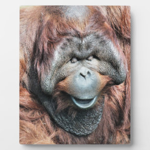 PLACA EXPOSITORA ORANGUTAN