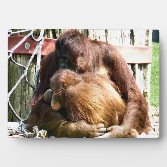 PLACA EXPOSITORA ORANGUTANOS (Frente)