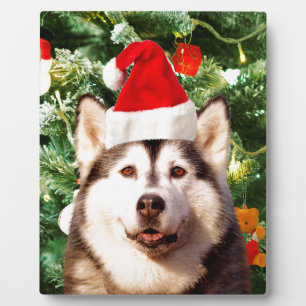 Placa Expositora Ornamento de árbol de navidad siberiano Husky Snow