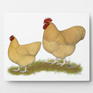 Placa Expositora Orpingtons Lemon Cuckoo