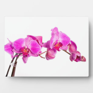 Placa Expositora Orquídea