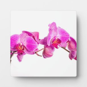 Placa Expositora Orquídea
