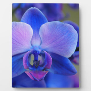 Placa Expositora Orquídea azul y rosa