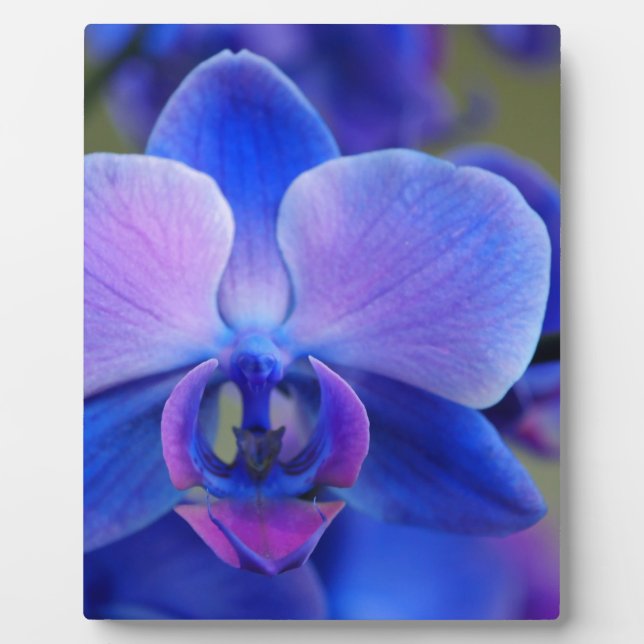 Placa Expositora Orquídea azul y rosa (Frente)