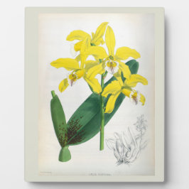 Placa Expositora Orquídea de Lindenia Amarilla