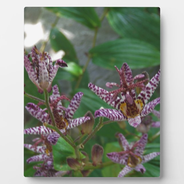 Placa Expositora Orquídea de rayas blancas púrpura como lilo floral (Frente)