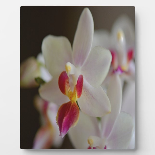 Placa Expositora Orquídea Falaenopsis (Frente)
