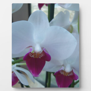 Placa Expositora orquídeas blancas y púrpuras