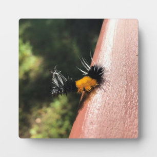 Placa Expositora oruga de baile