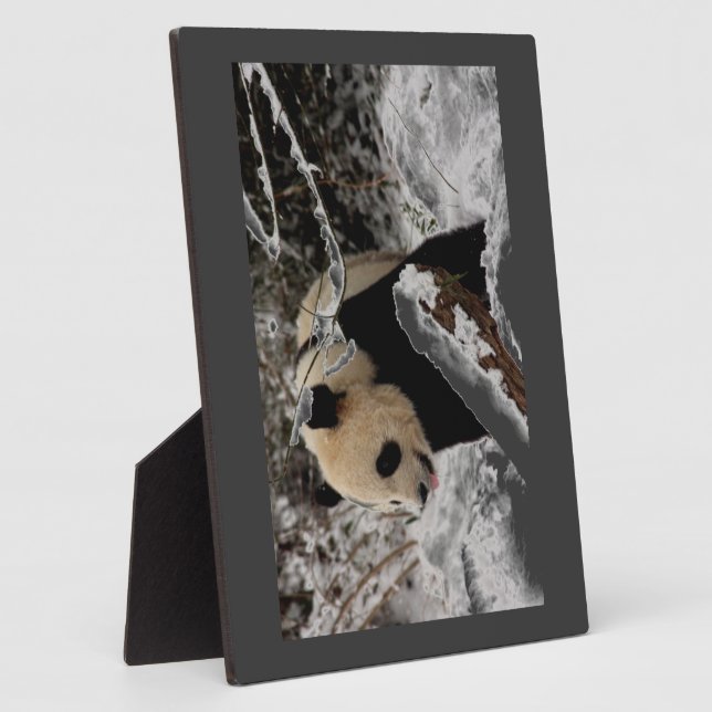 Placa Expositora Oso de panda (Lado)