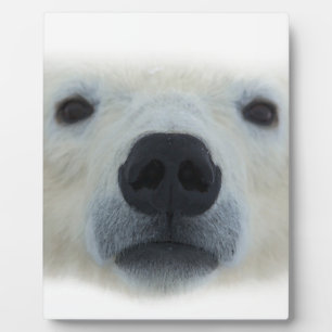 Placa Expositora Oso polar