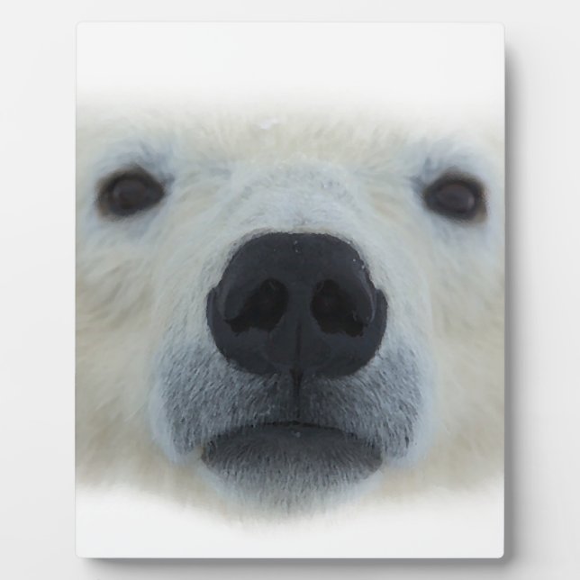 Placa Expositora Oso polar (Frente)