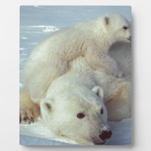 Placa Expositora Oso polar