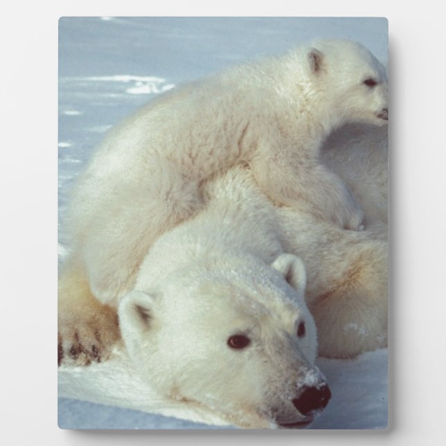 Placa Expositora Oso polar (Frente)