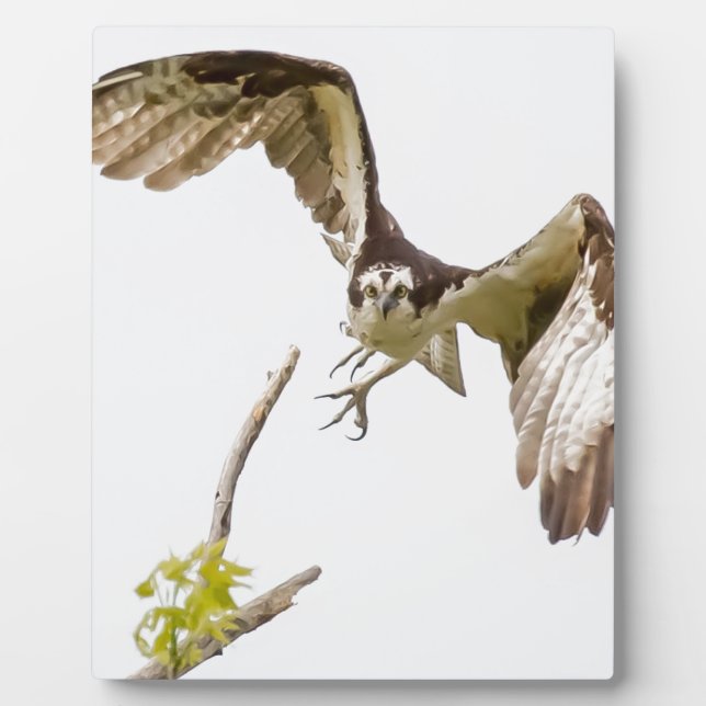 Placa Expositora Osprey viniendo hacia ti (Frente)
