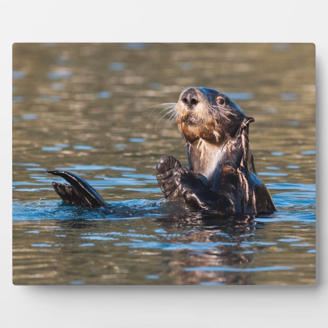 Placa Expositora Otter marino Sunny (Frente)