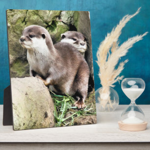 PLACA EXPOSITORA OTTERS