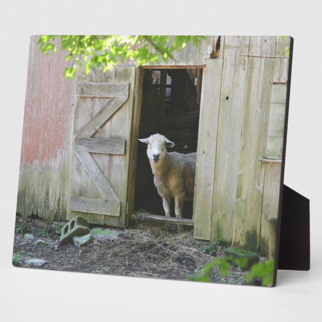 Placa Expositora Oveja Adorable (Lado)