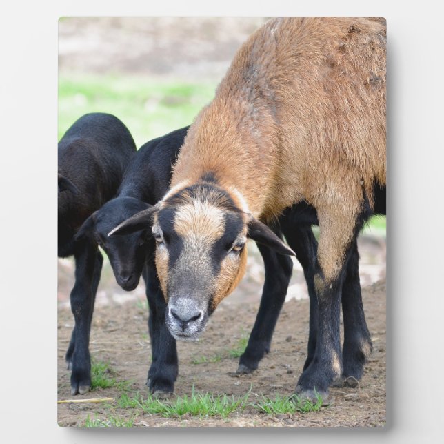 Placa Expositora Oveja en Camerún con corderos (Frente)