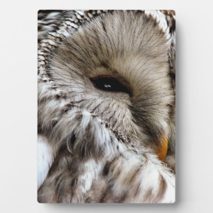 PLACA EXPOSITORA OWLS