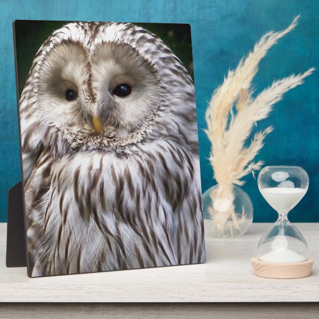 PLACA EXPOSITORA OWLS (Lado)