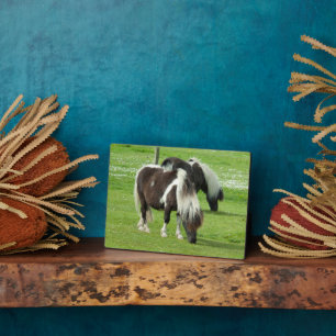 Placa Expositora Paint Ponies de Purebred Shetland