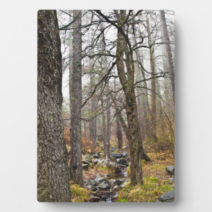 Placa Expositora paisaje natural de Chipre bosque Troodos árboles m