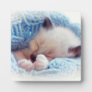 Placa Expositora Paisajes Siameses de gatito durmiendo