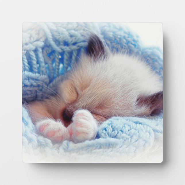 Placa Expositora Paisajes Siameses de gatito durmiendo (Frente)