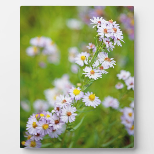 Placa Expositora Palo de línea de belleza (Frente)