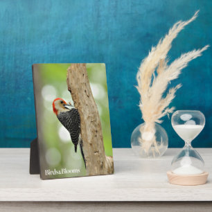 Placa Expositora Pancomys rojus