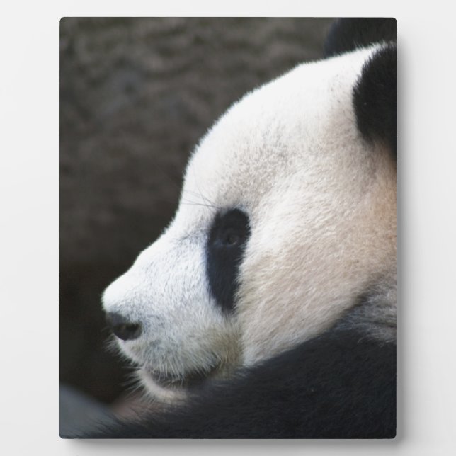 Placa Expositora Panda Bear Hugs (Frente)