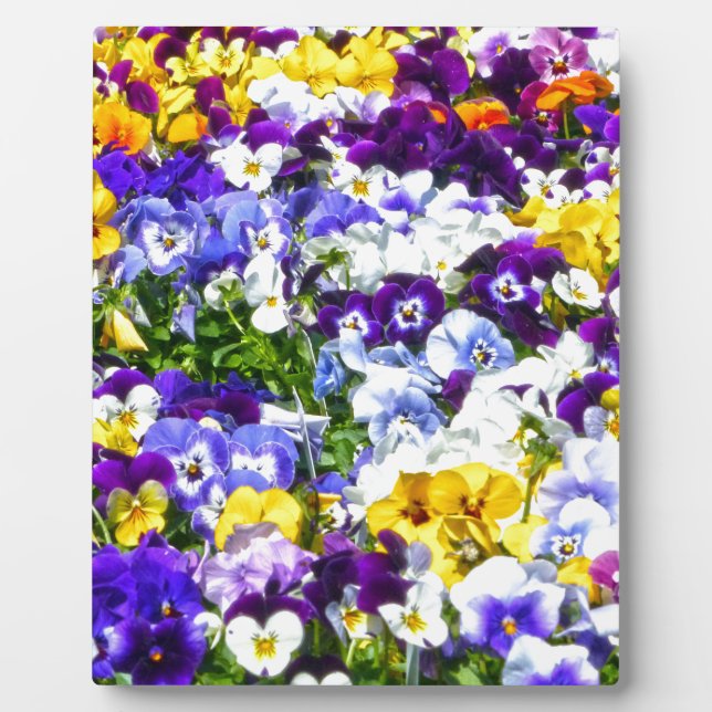 Placa Expositora Pansies (Frente)