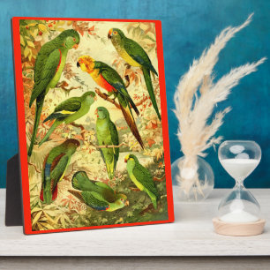 Placa Expositora Paracaídas