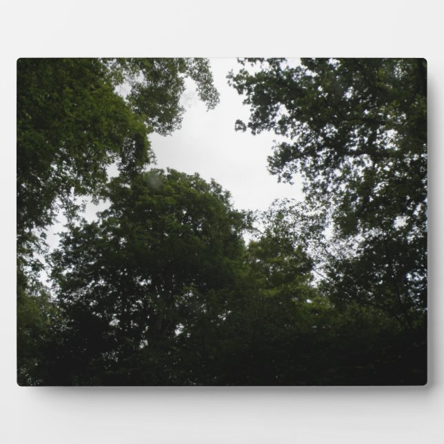 Placa Expositora Parcela boscosa (Frente)