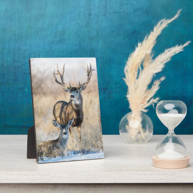 Placa Expositora Pareja Buck | Mule Deer (Lado)