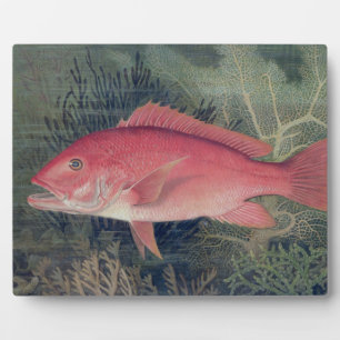 Placa Expositora Pargo Rojo, de 'Game Fishes of the United States