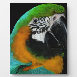 Placa Expositora Paro