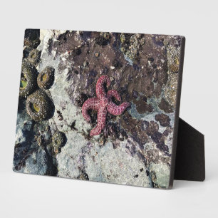 Placa Expositora Parque Estatal Sisters Rock, Costa de Oregón