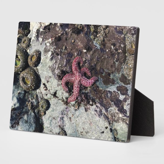 Placa Expositora Parque Estatal Sisters Rock, Costa de Oregón (Lado)