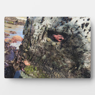 Placa Expositora Parque Estatal Sisters Rock, Costa de Oregón