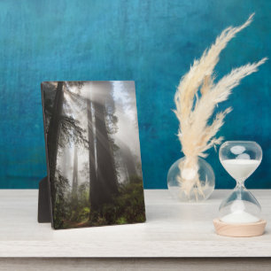 Placa Expositora Parque nacional Redwood California