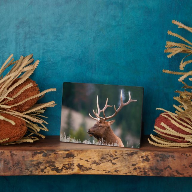 Placa Expositora Parque nacional Rocky Mountain Elk Yellowstone (Lado)