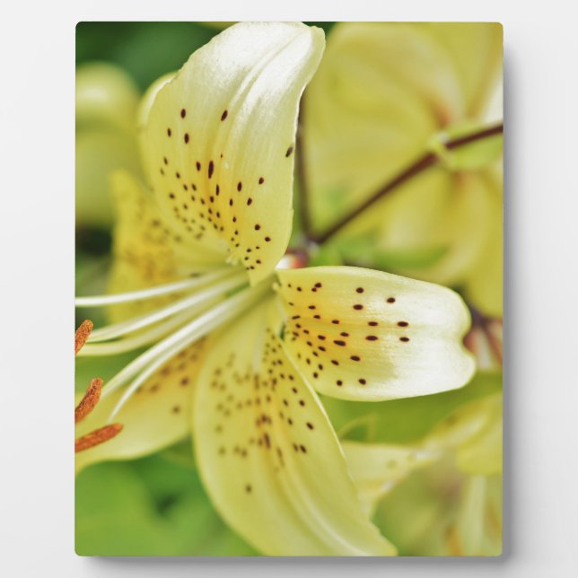 Placa Expositora Partidas de Boda Lily Blooms (Frente)