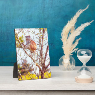 Placa Expositora Patas arriba un árbol