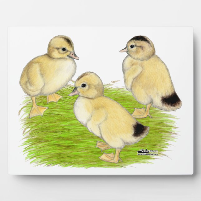 Placa Expositora Patitos Silver Appleyard (Frente)
