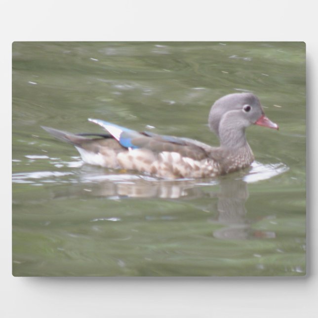 Placa Expositora Pato en el lago Plaque (Frente)