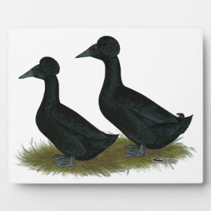 Placa Expositora Patos: Black Crested