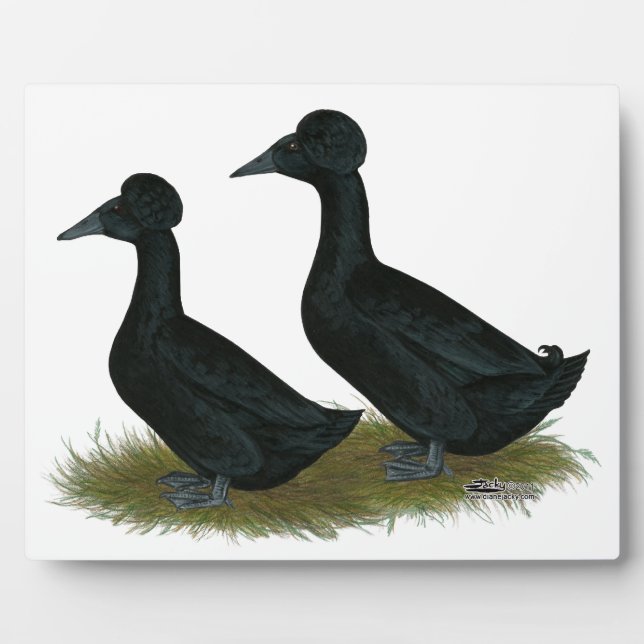 Placa Expositora Patos: Black Crested (Frente)